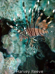 A Lionfish in natural light by Harvey Reeve 
